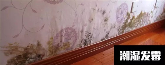 〖家裝資訊臺(tái)〗潮濕天氣，房子剪開壁紙全是蘑菇